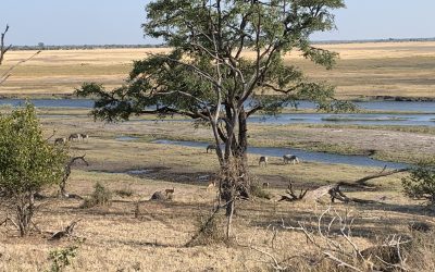 Chobe National Park – final day
